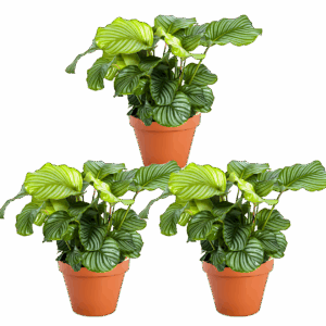 3er-Set | Calathea Mix | +/- 40-50cm | ø 12-15cm Topf