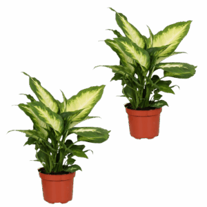 2er-Set Dieffenbachia | +/- 40-50cm | ø 12-15cm Topf
