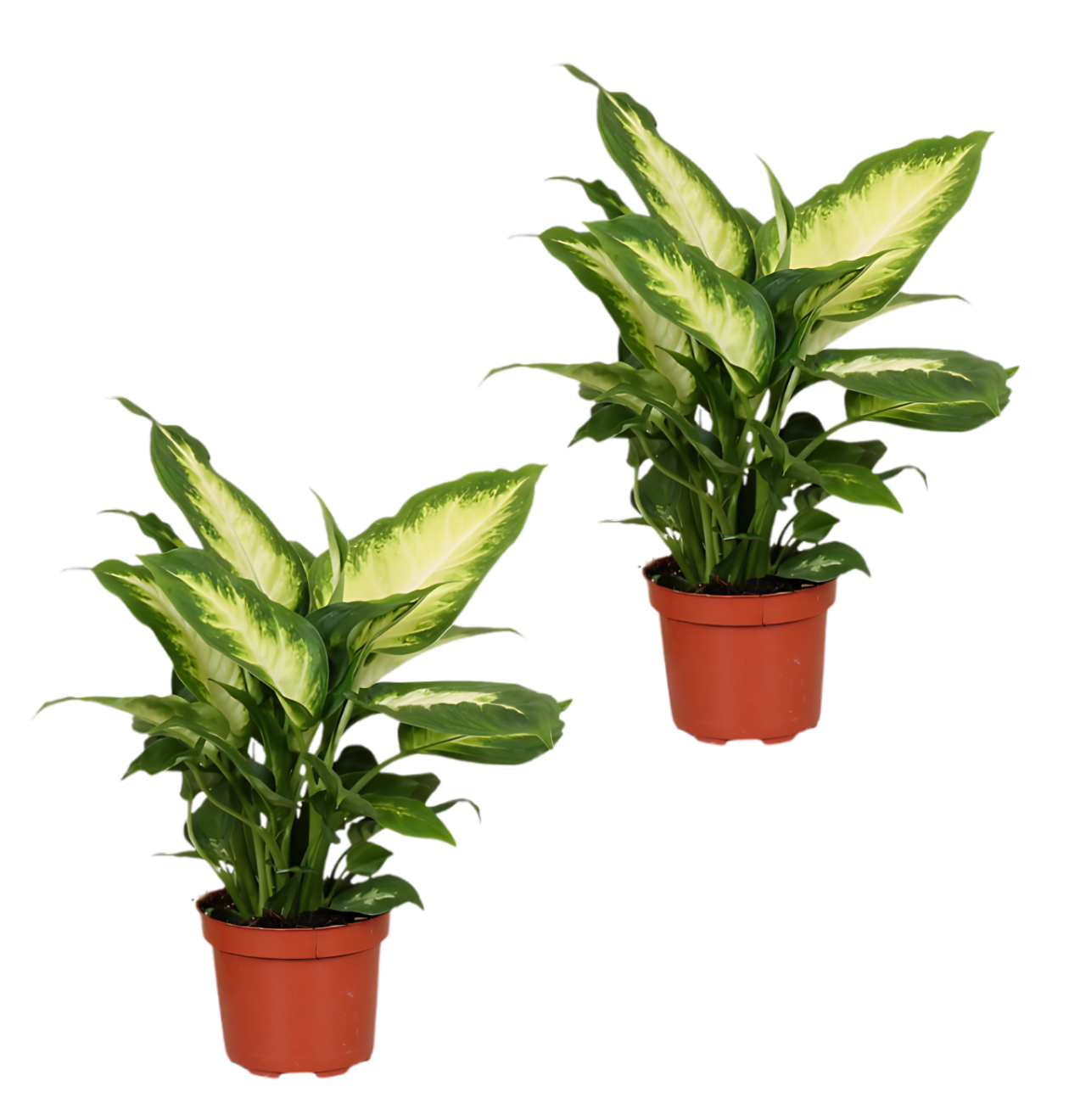 dieffenbachia 2er png