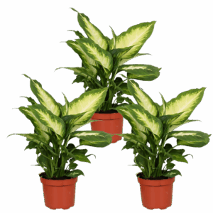 3er-Set Dieffenbachia | +/- 40-50cm | ø 12-15cm Topf