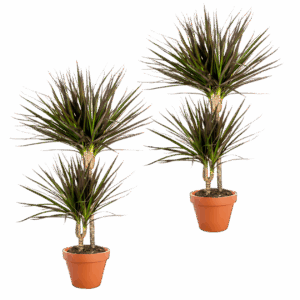 2er-Set | Drachenbaum | +/- 50cm | ø 12-15cm Topf