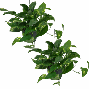 2er-Set Efeutute | Epipremnum aureum | +/- 30-35cm | ø 12-15cm Topf