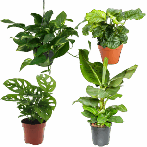 4er-Set “Exotica” | Bananenpflanze | Korbmarante | Affenblatt | Efeutute | +/- 25-50cm | ø 12-15cm Topf