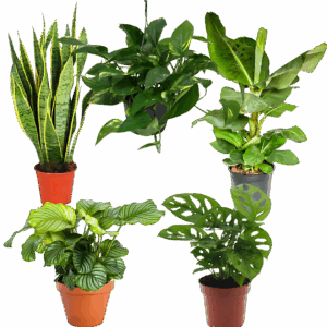 5er-Set “Exotica” | Bananenpflanze | Korbmarante | Affenblatt | Efeutute | Bogenhanf | +/- 25-50cm | ø 12-15cm Topf