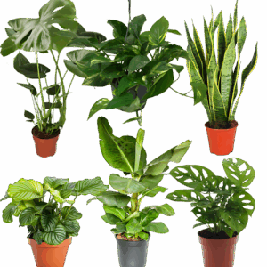 6er-Set “Exotica” | Bananenpflanze | Korbmarante | Affenblatt | Efeutute | Bogenhanf | Monstera | +/- 25-50cm | ø 12-15cm Topf