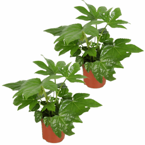 2er-Set | Zimmeraralie | Fatsia japonica | +/- 40-50cm | ø 12-15cm Topf