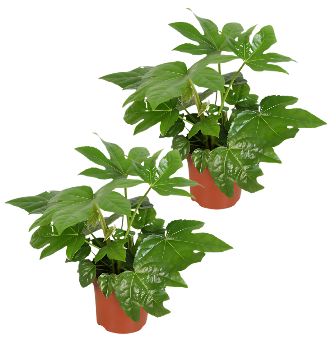 2er-Set | Zimmeraralie | Fatsia japonica | +/- 40-50cm | ø 12-15cm Topf 1 2er-Set | Zimmeraralie | Fatsia japonica | +/- 40-50cm | ø 12-15cm Topf