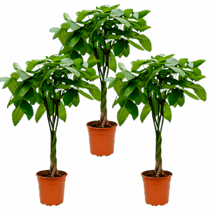 3er-Set | Glückskastanie | +/- 40-50cm | ø 12-15cm Topf