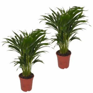 2er-Set Goldfruchtpalme | Areca-Palme | +/- 40-50cm | ø 12-15cm Topf