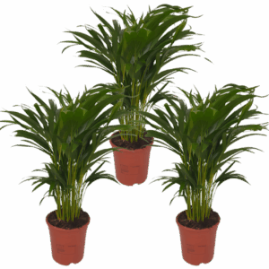 3er-Set Goldfruchtpalme | Areca-Palme | +/- 40-50cm | ø 12-15cm Topf