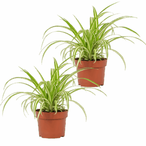 2er-Set | Grünlilie | Chlorophytum | +/- 40-50cm | ø 12-15cm Topf