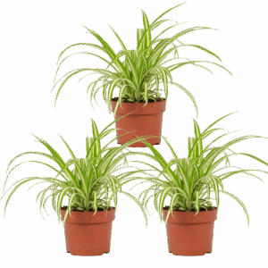 3er-Set | Grünlilie | Chlorophytum | +/- 40-50cm | ø 12-15cm Topf