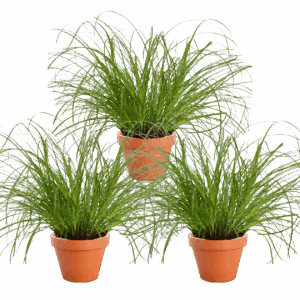 3er-Set | Katzengras | +/- 20-30cm | ø 12-15cm Topf