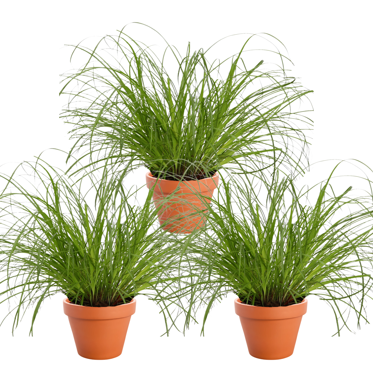 3er-Set | Katzengras | +/- 20-30cm | ø 12-15cm Topf 1 3er-Set | Katzengras | +/- 20-30cm | ø 12-15cm Topf