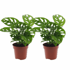 2er-Set Monstera “Monkey Leaf” | Affenblatt | +/- 25-30cm | ø 12-15cm Topf