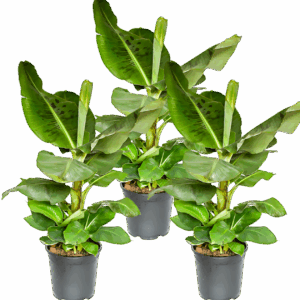 3er-Set Musa | Bananenpflanze | +/- 40-50cm | ø 12-15cm Topf