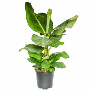 Musa | Bananenpflanze | +/- 50-60cm | ø 12-15cm Topf