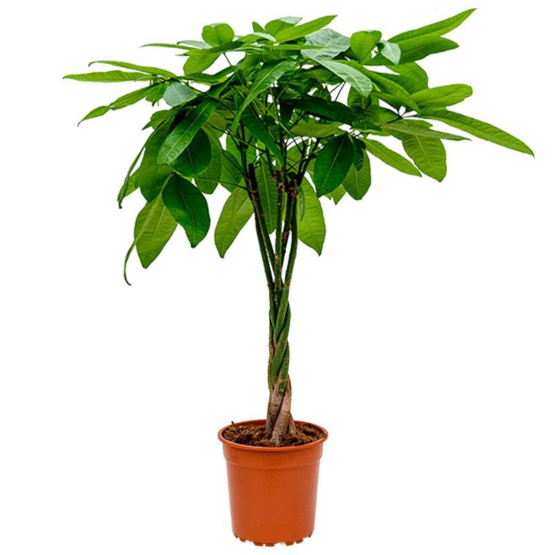 Pachira Aquatica | Glückskastanie | +/- 40-50cm | ø 12-15cm Topf 1 Pachira Aquatica | Glückskastanie | +/- 40-50cm | ø 12-15cm Topf