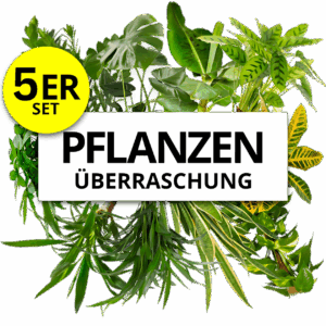 5er-Set | Pflanzenüberraschung | +/- 40-70cm | ø 12-15cm Topf