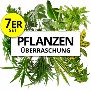 7er-Set | Pflanzenüberraschung | +/- 40-70cm | ø 12-15cm Topf