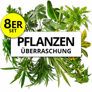 8er-Set | Pflanzenüberraschung | +/- 40-70cm | ø 12-15cm Topf