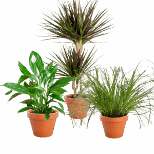 3er-Set | Einblatt | Drachenbaum | Katzengras | +/- 50-60cm | ø 12-15cm Topf