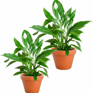 2er-Set | Spathiphyllum | “Einblatt” | +/- 40-50cm | ø 12-15cm Topf