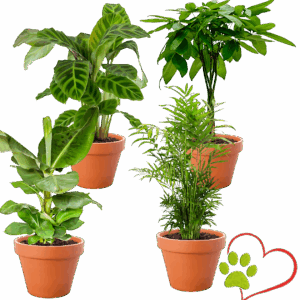 4er-Set "Tierfreund" | Bergpalme | Glückskastanie | Bananenpflanze | Korbmarante | +/- 30-60cm | ø 12-15cm Topf