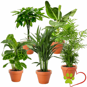 5er-Set "Tierfreund" | Bergpalme | Glückskastanie | Bananenpflanze | Korbmarante | Goldfruchtpalme | +/- 30-60cm | ø 10-15cm Topf