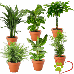 6er-Set “Tierfreund” | Bergpalme | Bananenpflanze | Goldfruchtpalme | Grünlilie | Korbmarante | Glückskastanie | +/- 30-60cm | ø 12-15cm Topf