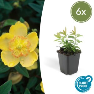 Hypericum calycinum (6 Stück) | Johanniskraut | +/- 10-25cm | ø 9cm
