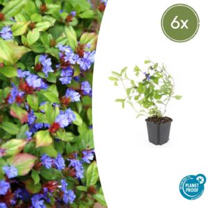 Ceratostigma plumbaginoides (6 Stück) | Chinesischer Bleiwurz | +/- 10-25cm | ø 9cm