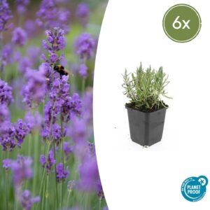 Lavandula angustifolia “Munstead” (6 Stück) | Echter Lavendel | +/- 10-25cm | ø 9cm