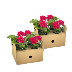 8x Pelargonium peltatum Mexica Ruby Ø12 cm - ↕20 cm