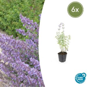 Nepeta “Walker's Low” (6 Stück) | Katzenminze | +/- 10-25cm | ø 9cm