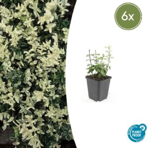 Euonymus fortunei "Harlequin" (6 Stück) | Kriechspindel | +/- 10-25cm | ø 9cm