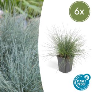 Festuca glauca "Elijah Bleu" (6 Stück) | Blauschwingel | +/- 10-25cm | ø 9cm