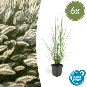 Pennisetum alopecuroides “Hameln” (6 Stück) | Lampenputzergras | +/- 10-25cm | ø 9cm