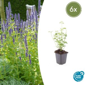 Agastache “Black Adder” (6 Stück) | Duftnessel | +/- 10-25cm | ø 9cm