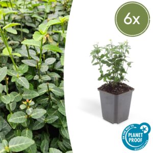 Euonymus fortunei "Radicans" (6 Stück) | Kriechspindel | +/- 10-25cm | ø 9cm