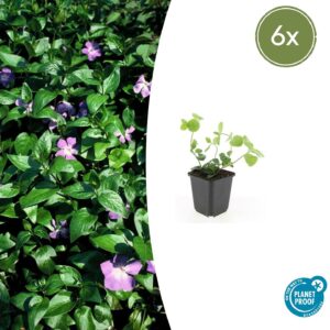 Vinca major (6 Stück) | Großes Immergrün | +/- 10–25cm | ø 9cm