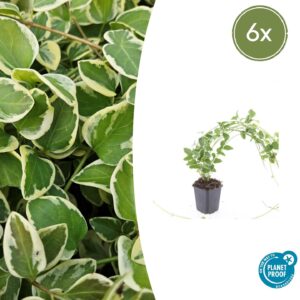 Vinca major “Variegata” (6 Stück) | Großes Immergrün | +/- 10–25cm | ø 9cm