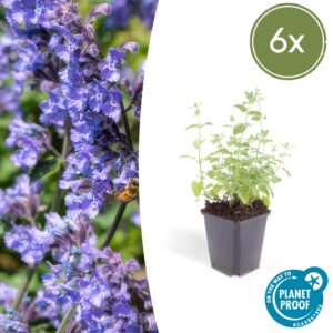 Nepeta “Six Hills Giant” (6 Stück) | Katzenminze | +/- 10-25cm | ø 9cm
