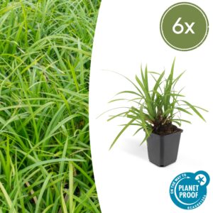 Carex morrowii “Irish Green” (6 Stück) | Japan-Segge | +/- 10-25cm | ø 9cm