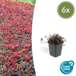 Acaena microphylla "Kupferteppich" (6 Stück) | Stachelnüsschen | +/- 10-25cm | ø 9cm