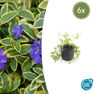 Vinca minor “Aureovariegata” (6 Stück) | Kleines Immergrün | +/- 10–25cm | ø 9cm