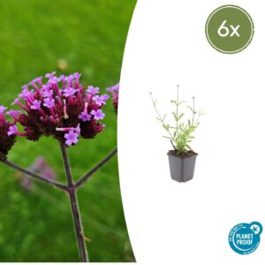 Verbena bonariensis “Lollipop” (6 Stück) | Patagonisches Eisenkraut | +/- 10–25cm | ø 9cm