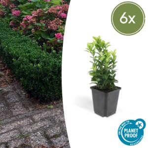 Euonymus japonicus “Green Spire” (6 Stück) | Spindelstrauch | +/- 10-25cm | ø 9cm