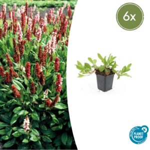 Persicaria affinis “Darjeeling Red” (6 Stück) | Teppich-Knöterich | +/- 10–25cm | ø 9cm
