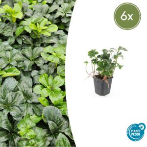 Pachysandra terminalis “Green Sheen” (6 Stück) | Glänzender Ysander | +/- 10-25cm | ø 9cm
